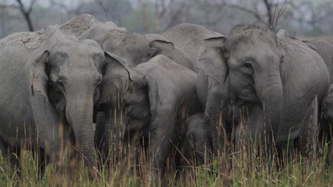 Secrets of Wild India - Photos