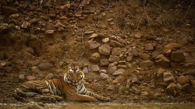 Secrets of Wild India - Photos