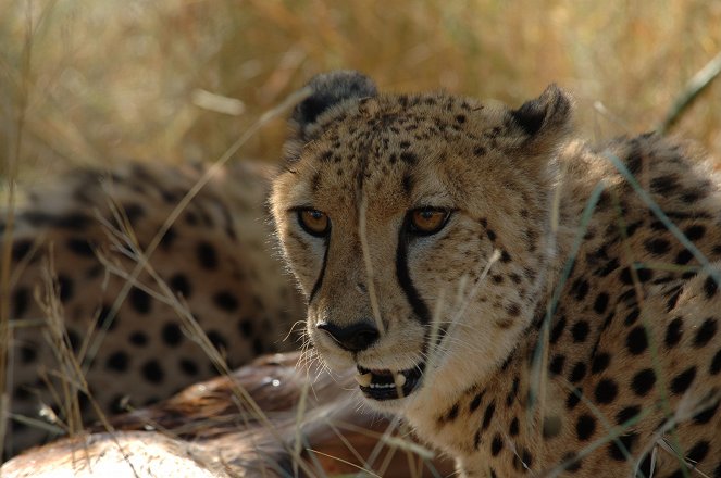 Afrikas tödlichste Jäger - Filmfotos