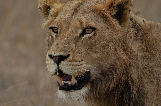 Najgroźniejsze zwierzęta Afryki - Z filmu