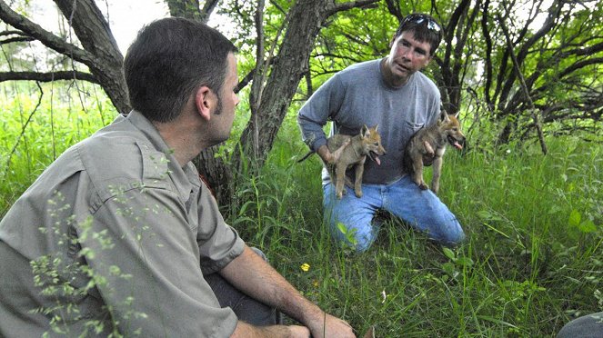 Attack In The Wild - De la película