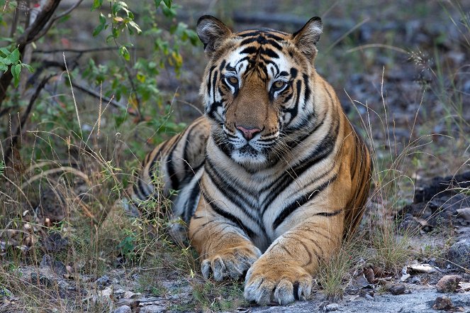 American Tiger - Photos