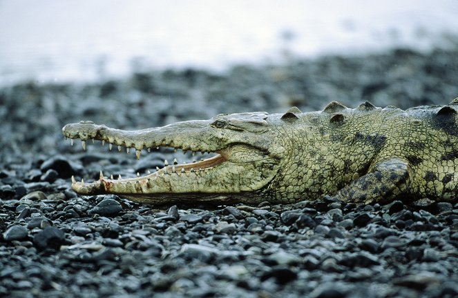 Africa's Croc Attack - Filmfotók