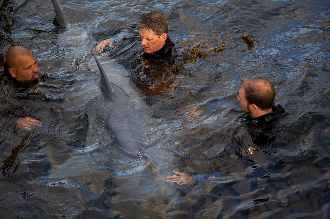 Sharkbite Beach - Do filme