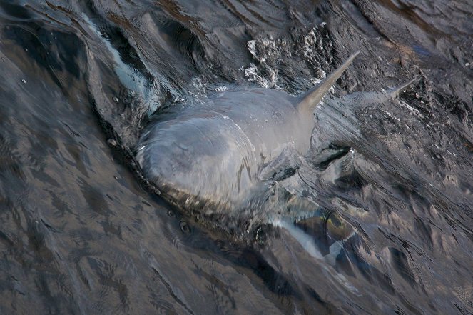 Sharkbite Beach - Photos