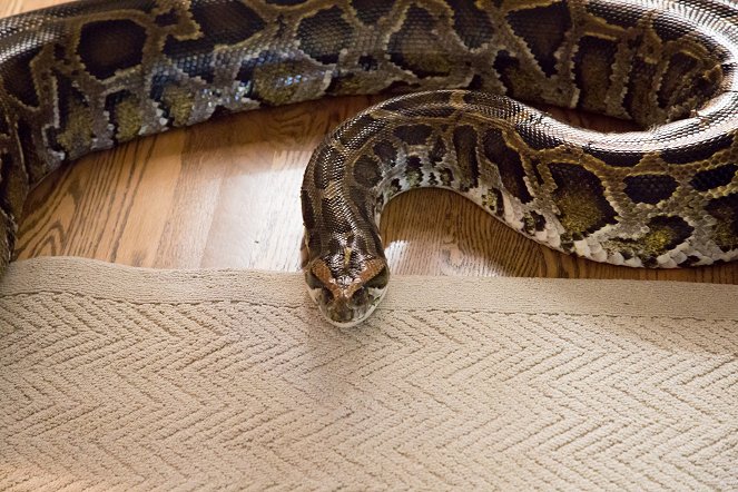 Devoured: Man-Eating Super Snake Returns - Film
