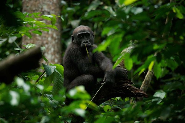 Angelique und die Gorillas - Van film