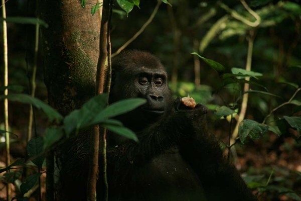 Angelique und die Gorillas - Film