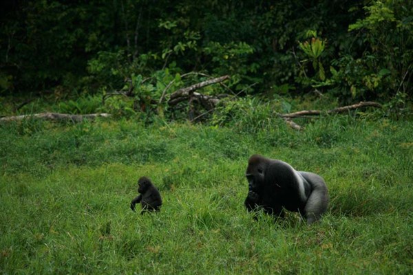Angelique und die Gorillas - Filmfotók