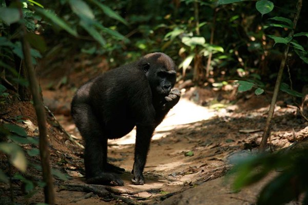 Angelique und die Gorillas - Photos
