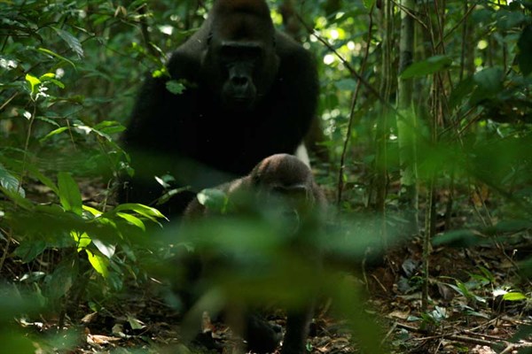 Angelique und die Gorillas - Photos
