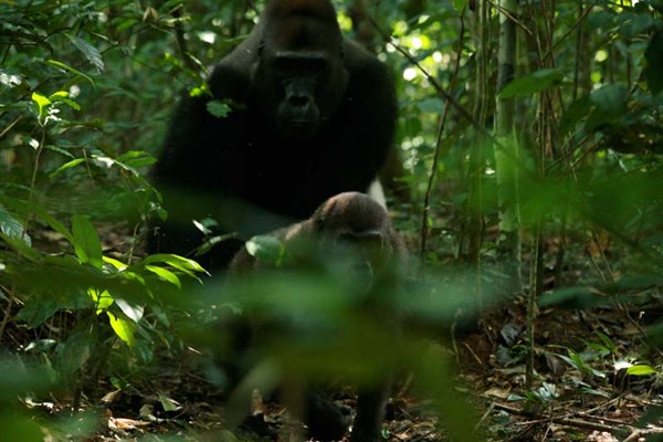 Angelique und die Gorillas - Van film