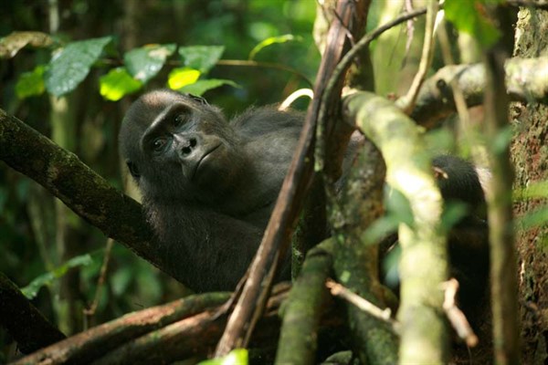 Život mezi gorilami - Z filmu
