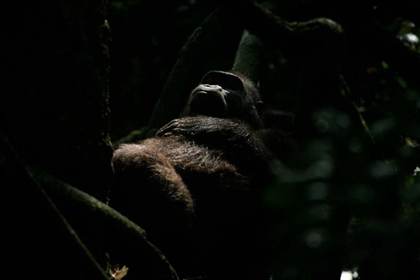 Angelique und die Gorillas - Film