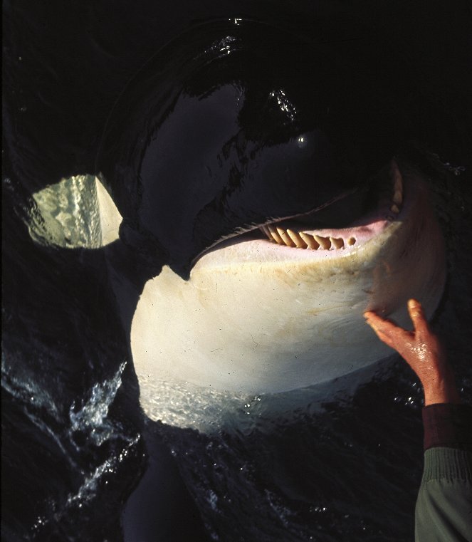 Namu, the Killer Whale - De la película