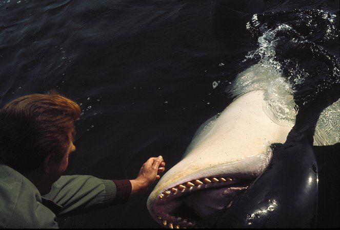 Namu, a gyilkos cápa - Filmfotók