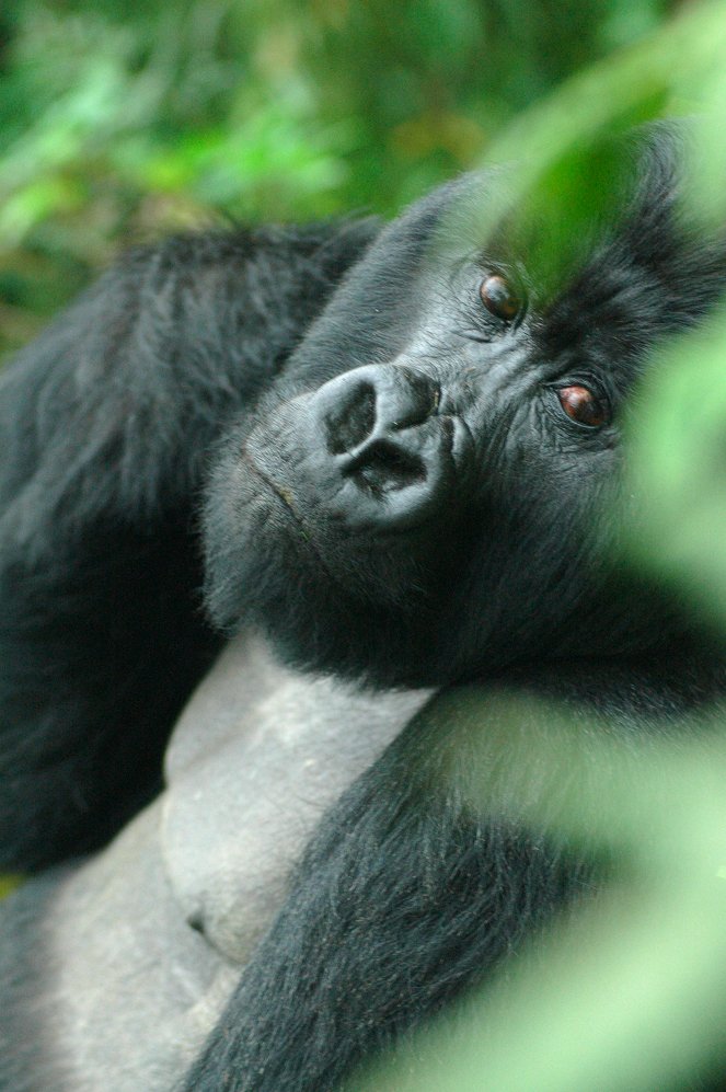 Saving a Species: Gorillas on the Brink - Van film