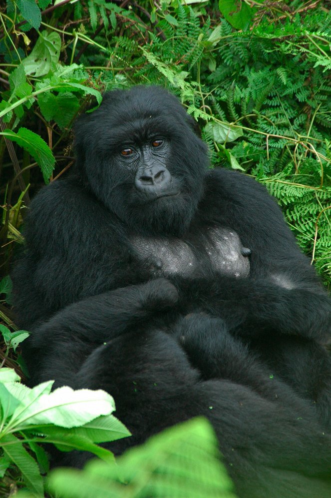 Saving a Species: Gorillas on the Brink - Film