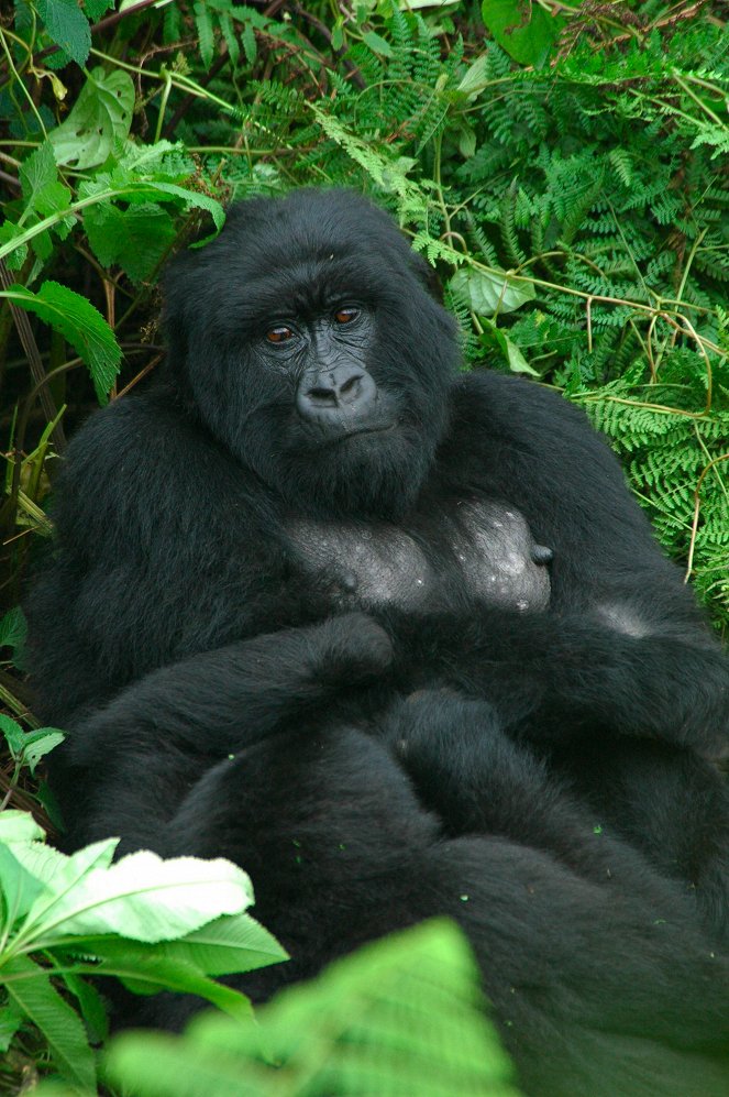 Saving a Species: Gorillas on the Brink - Van film