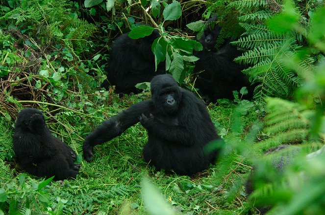 Saving a Species: Gorillas on the Brink - De la película