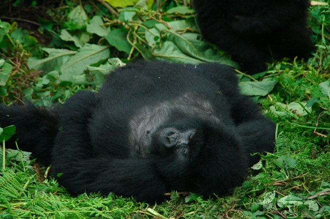 Egy faj megmentése - Gorillák a kihalás szélén - Filmfotók