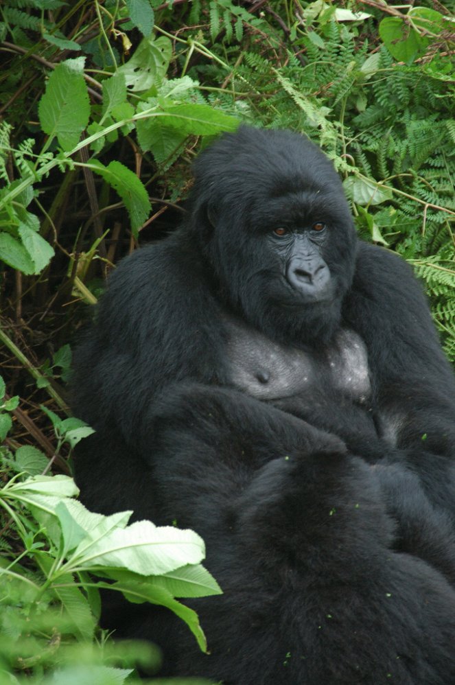 Egy faj megmentése - Gorillák a kihalás szélén - Filmfotók