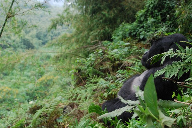 Saving a Species: Gorillas on the Brink - De filmes
