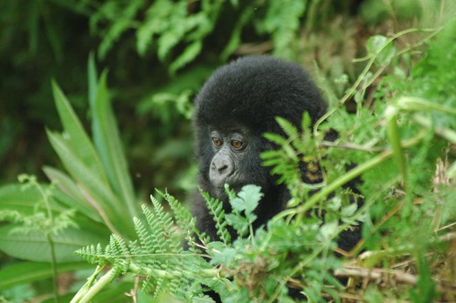 Saving a Species: Gorillas on the Brink - De la película