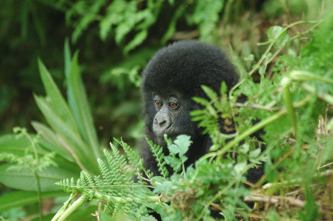 Saving a Species: Gorillas on the Brink - Photos