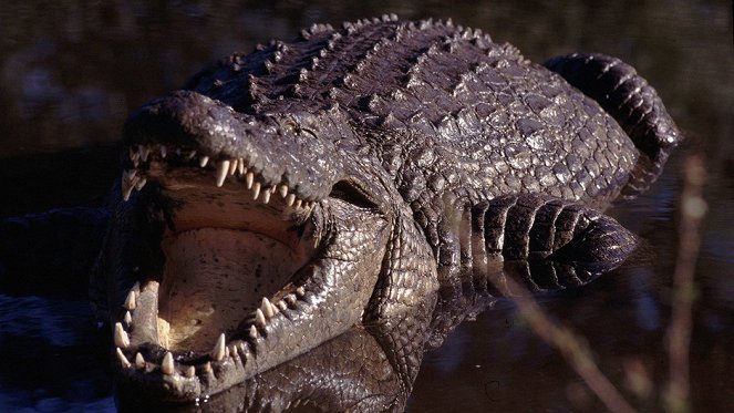 Království krokodýlů - Z filmu