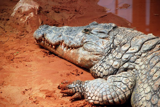 Croc Man: The Series - Filmfotók