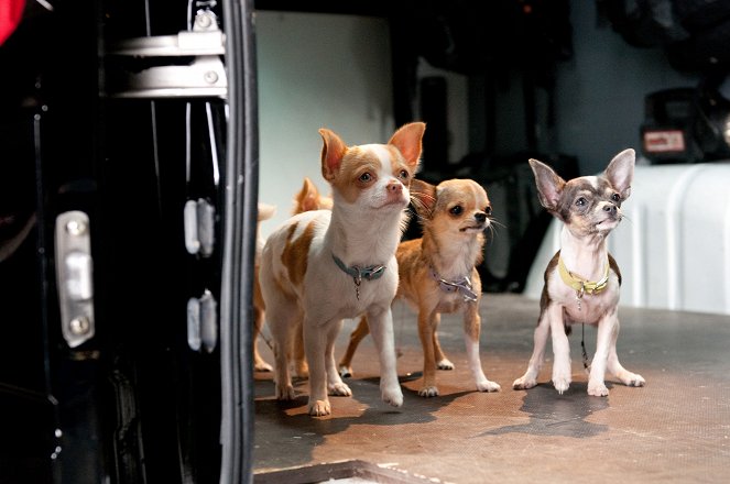 Beverly Hills Chihuahua 2 - Van film