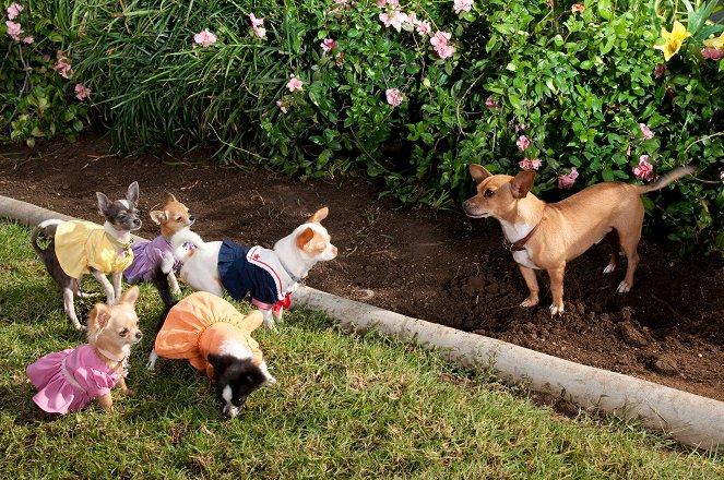 Beverly Hills Chihuahua 2 - Photos