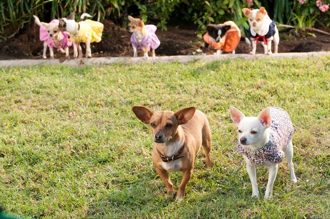 Le Chihuahua de Beverly Hills 2 - Film