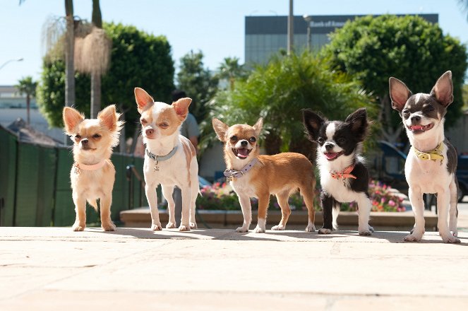 Beverly Hills Chihuahua 2 - Van film