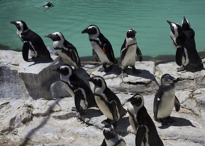Velká záchrana tučňáků - Z filmu