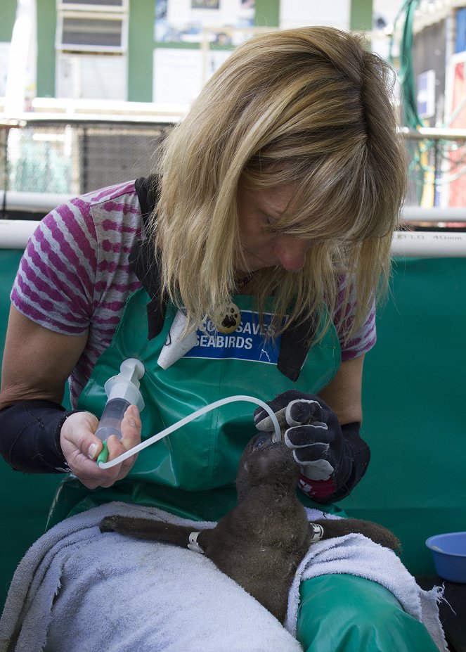 The Great Penguin Rescue - Photos - Michaela Strachan