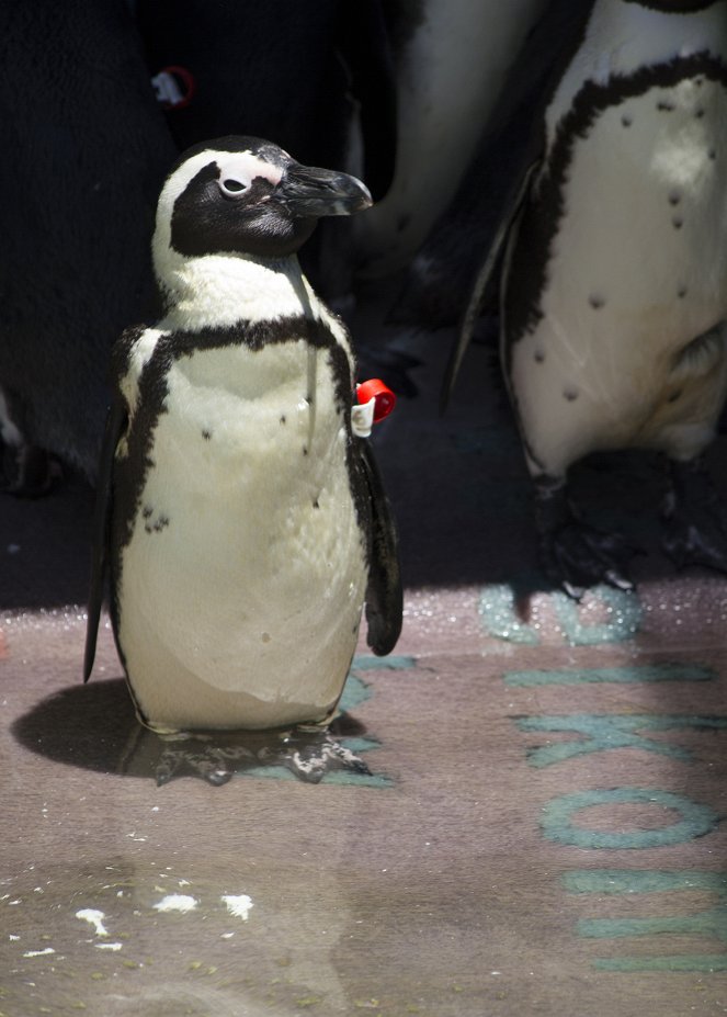 The Great Penguin Rescue - Photos