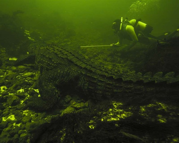 Croc Labyrinth - Kuvat elokuvasta
