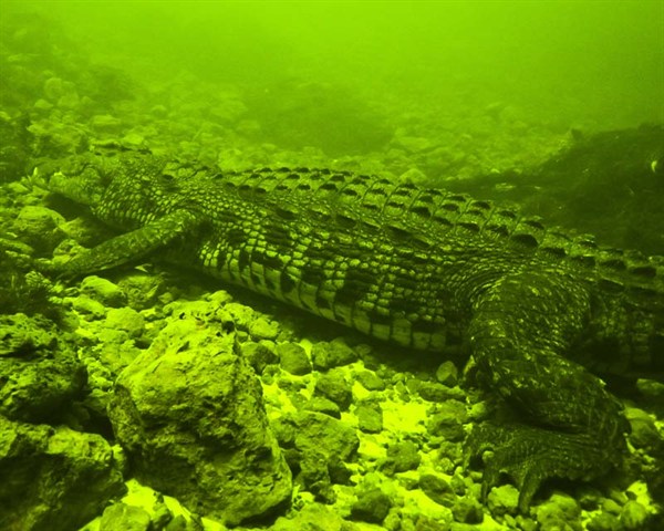 Im Labyrinth der Krokodile - Filmfotos
