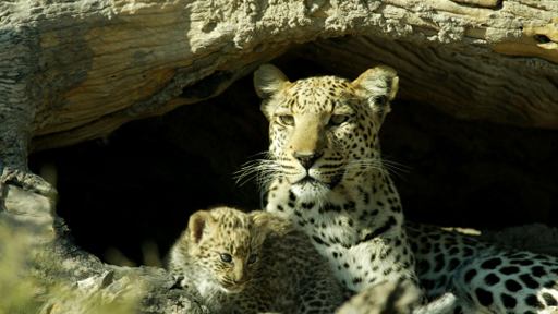 Living With Big Cats - Photos