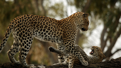 Living With Big Cats - Photos