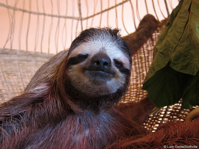 Meet the Sloths - Do filme