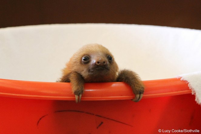 Meet the Sloths - Film