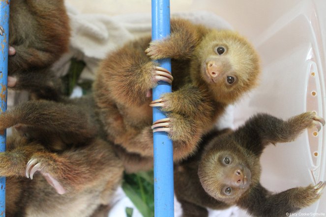Meet the Sloths - Filmfotók