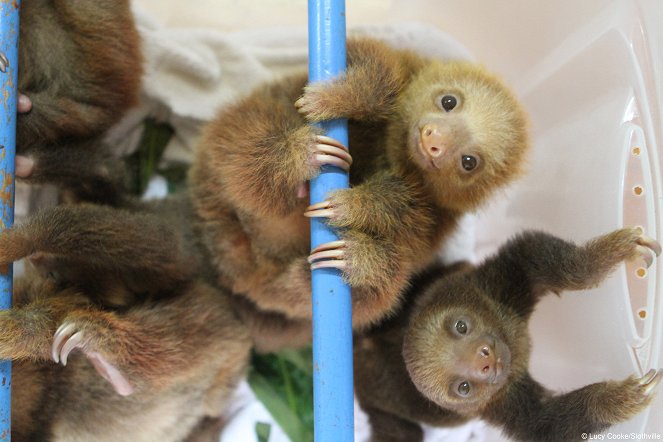 Meet the Sloths - Photos