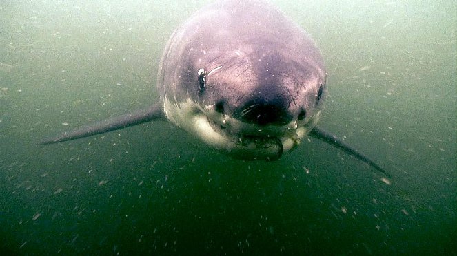 Shocking Sharks - Kuvat elokuvasta