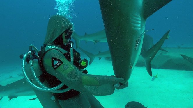 Šokující žraloci - Z filmu