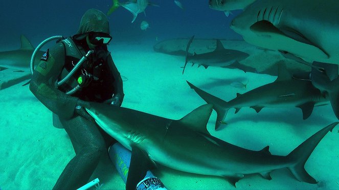 Sokkoló cápák - Filmfotók