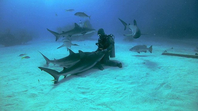 Shocking Sharks - Kuvat elokuvasta